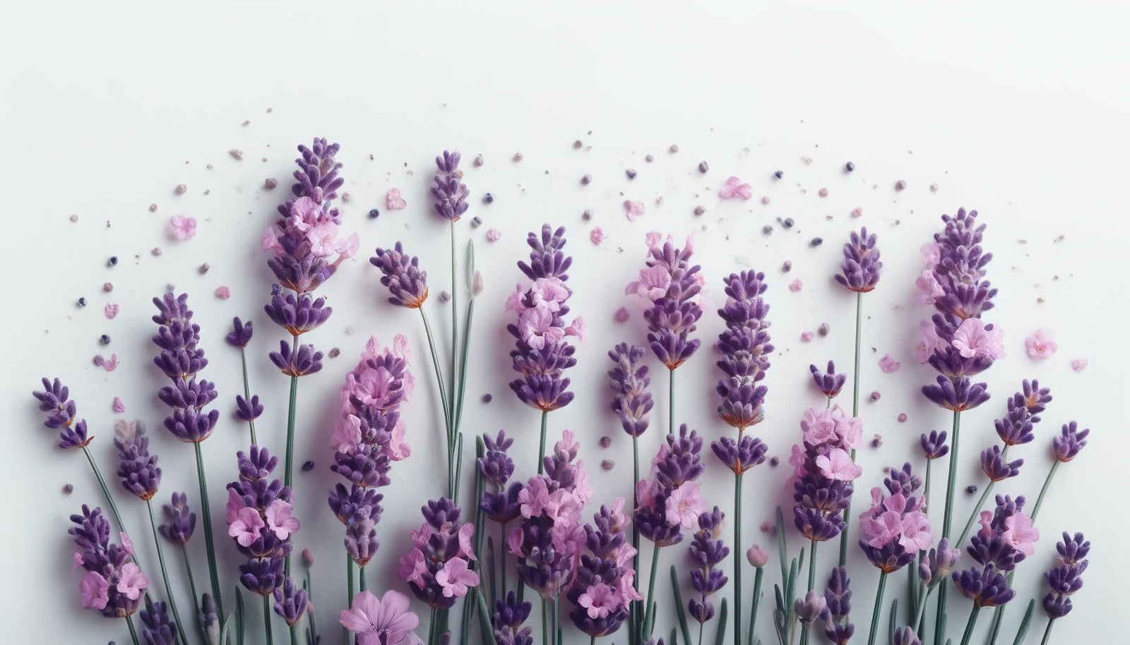 Lavender oil for the hair